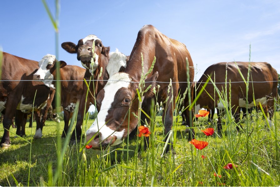 коровы кз.jpg